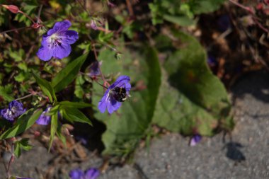Bir arı parlak bir yolda canlı mor kır çiçeklerinden polen toplar..