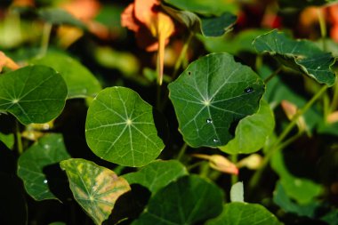 Yeşil nasturtiyum yapraklarının yakın çekiminde çiğ damlaları ve sıcak güneş ışığı banyosu..