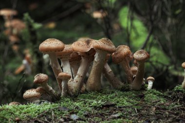 Yosunlu bir orman kütüğündeki kahverengi mantar kümesi, yumuşak yeşil bokeh 'li nemli orman sahnesi..