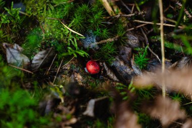Yosun tutmuş orman zemininde, ince dalları ve düşmüş yaprakları olan, yeşil dokuları zengin ve kasvetli bir sonbahar ormanı olan küçük kırmızı bir böğürtlen..