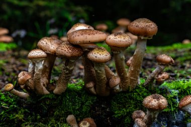 Islak bir ormanda, yosun kaplı bir kütük üzerinde pullu kahverengi mantar kümesi, yumuşak ışık ve sığ alan derinliği ile yakın.