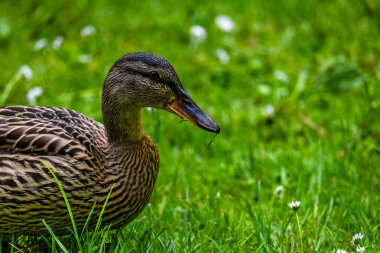 Bir ördek tarlada ot yiyor. Ördek kahverengi ve beyazdır. Çimler yeşil ve uzun