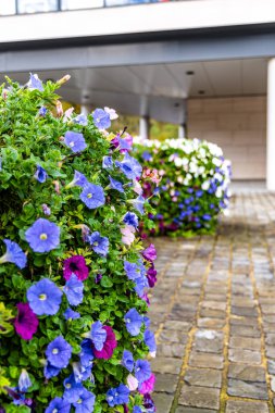 Bahçede bir sıra mor ve mavi çiçek büyüyor. Çiçekler tam çiçeklenmiştir ve tuğla bir geçitle çevrilidir. Bahçe bakımlı ve bölgeye biraz renk katıyor.