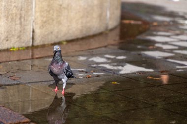 Güvercin ıslak bir şehir kaldırımında duruyor, yansıması bir su birikintisinde görülebilir, kentsel yaban hayatının dokunuşunu sunuyor..