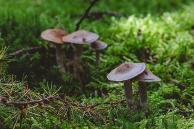 Yosun dolu bir orman zemininde ikiz yaban mantarlarının düşük açılı görüntüsü, doğal ışık ve yumuşak bokeh sakin bir orman havası yaratır..