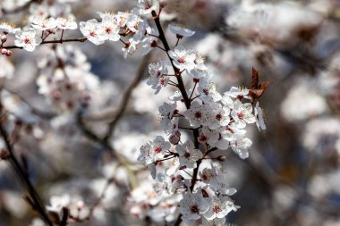 Beyaz çiçekli bir ağacın yakın çekimi. Çiçekler tomurcuklanıyor ve ağaç hayat dolu.
