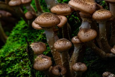 Bal mantarı, yosun kaplı bir orman kütüğüne yapışmış desenli kahverengi başlıklar ve nemli orman atmosferiyle kaplıdır..