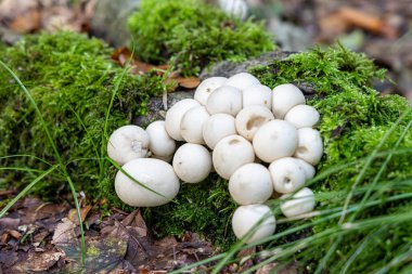 Yosun tutmuş bir kütükte bir grup beyaz mantar yetişiyor. Mantarlar kütüğün her tarafına dağılmış, bazıları tepeye daha yakın, bazıları da alta daha yakın. Huzurlu bir sahne.