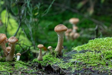 Yosun kaplı bir odun yığınından yükselen yaban mantarları. Yumuşak doğal ışık ve kremalı bokeh..