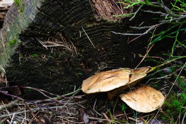 Yosun tutmuş bir orman zemininde, odun tanecikleri, iğneler ve doğal dokuları gösteren bir kütüğün yanında yetişen bronzlaşmış yabani mantarların yakın çekimi..