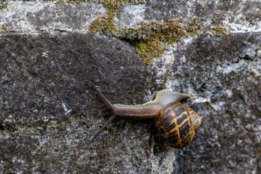 Sarmal kabuklu bir salyangoz, yosun kaplı taş bir duvarda hareket ediyor..