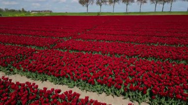 Kırsal Botanik çiçek tarlalarında taze yeşil bitki örtüsü. Hava aracı görünümü.