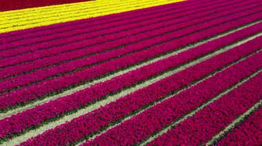Kırsal Botanik çiçek tarlalarında taze yeşil bitki örtüsü. Hava aracı görünümü.