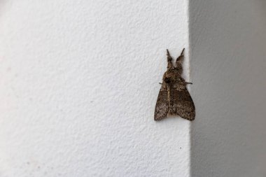 Beyaz bir duvar köşesinde dinlenen bir güve..