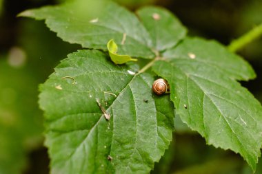 Küçük bir salyangoz, canlı yeşilliklerle çevrili büyük yeşil bir yaprağın üzerinde dinlenir..