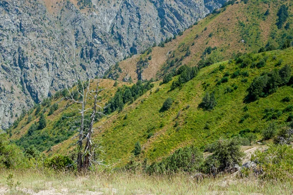 Paisaje en las montañas con un árbol — Foto de Stock