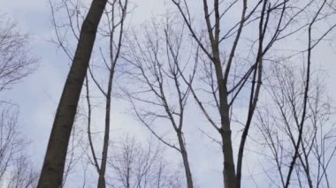 Çıplak ağaç dalları gökyüzüne karşı