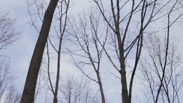 Bare tree branches against the sky — Stock Video