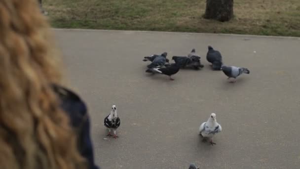 Schönes Mädchen füttert Tauben im Park — Stockvideo