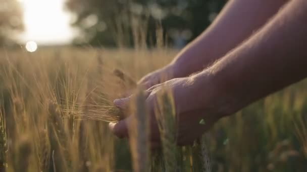 Мужские руки фермера касаются ушей — стоковое видео