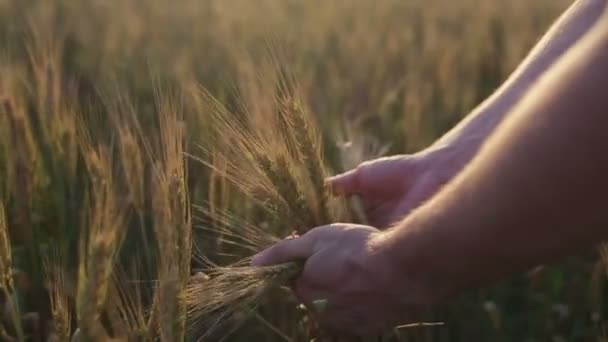 Male farmer hands touching ears — Stock Video