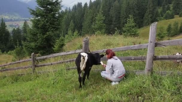 Das Mädchen füttert das Kalb in den Bergen — Stockvideo