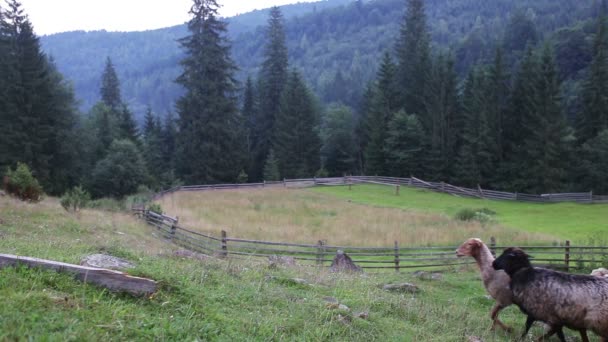 Les moutons paissent dans un pâturage dans les montagnes — Video