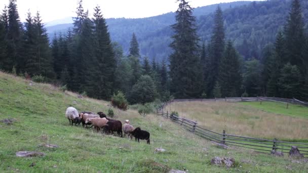 Pecore pascolano in un pascolo in montagna — Video Stock