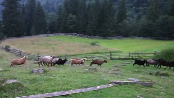 Pecore pascolano in un pascolo in montagna — Video Stock