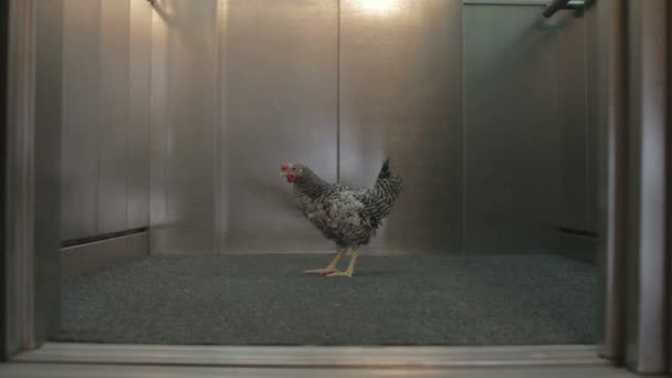 Poulet dans l'ascenseur ouverture et fermeture de porte — Video