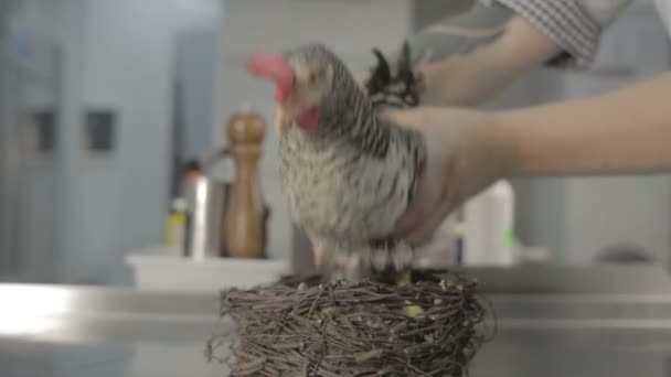 Pollo gris en el nido en la cocina — Vídeos de Stock