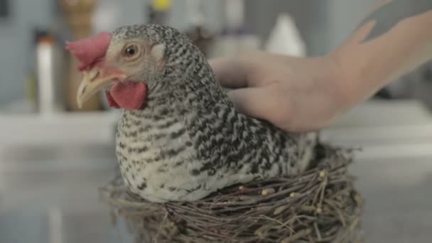 Graues Huhn im Nest in der Küche — Stockvideo