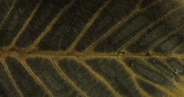 Bir sonbahar yaprağının dokusu ve dokusu, doğa ve fauna, temiz hava ve oksijen, bir yaprak üzerine çizim, mevsim değişimi, makro yaprak, sonbahar rengi, sonbahar renkleri ve atmosfer