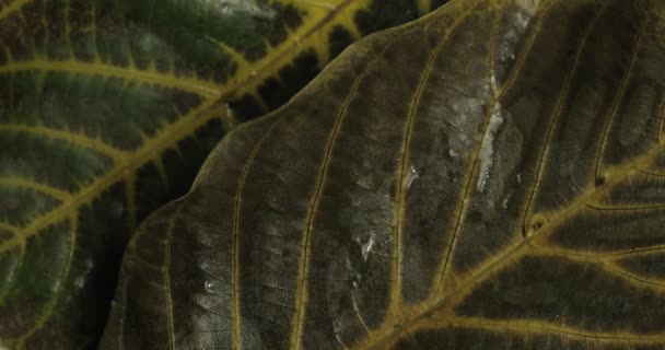 秋叶的质感与质感 自然与动物 新鲜空气与氧气 以树叶为基础 季节变化 秋季色彩 秋季色彩与大气 — 图库视频影像