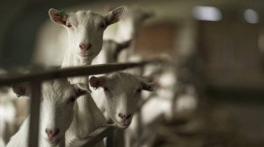 Çiftçilik ve hafif sanayi, otlaktaki keçiler, evcil hayvanlar, ekolojik ürünler, peynir, süt ve et. Gıda üretimi, ev