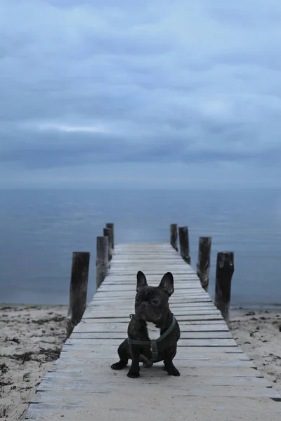 Deniz kıyısındaki genç köpek, göl, gölet, bulutlu gün batımı gökyüzü, Fransız Bulldog, şirin hayvan. İnsanın en iyi dostu. Doğa, kumlu sahil, bulutlu hava, güzel manzara.