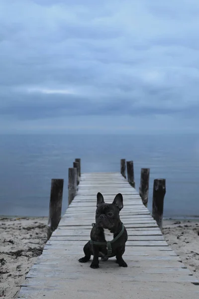 Молодая Собака Берегу Моря Озеро Пруд Закатное Небо Облаками Французский Стоковое Фото
