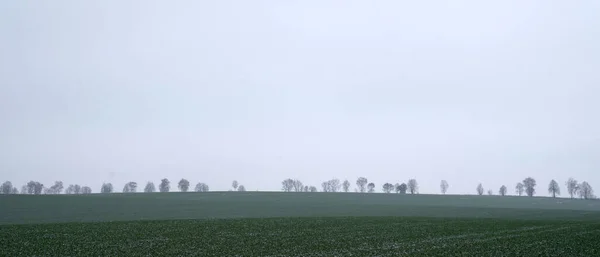 Paesaggio Spazioso Gli Alberi Sono Piantati Fila All Orizzonte Del — Foto Stock