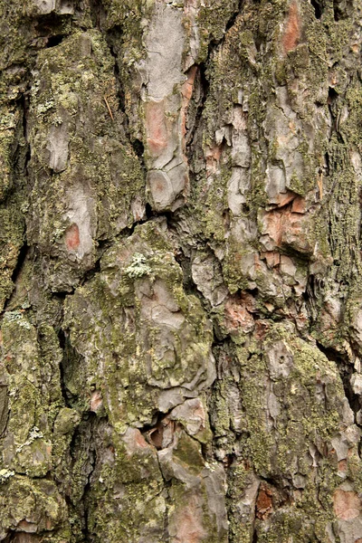 Textura Textura Casca Árvore Tempo Exibido Árvore Ambiente Proteger Árvore — Fotografia de Stock