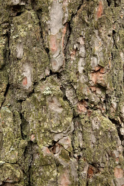 Texture Texture Écorce Arbre Temps Est Affiché Sur Arbre Environnement — Photo