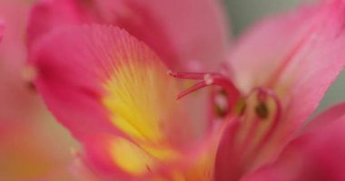 Çiçek açan makro detay, evde ya da bahçede botanik bahçesi, masaüstü ya da kartpostal için arka plan ve doku, çeşitli renkler