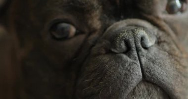 Fransız köpek cinsinin portresi, kameraya bakan sevimli hayvan, insanın en iyi arkadaşı ve ortağı, eğitimli köpek.