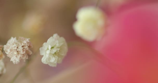 Kleine Farbige Blumen Makropläne Von Pflanzen Farbige Welt Der Natur — Stockvideo