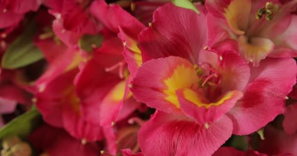 Detail Der Frühlingsblume Makroplan Der Blume Und Blüte Blatt Flora — Stockvideo