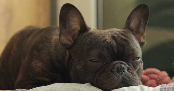 Hund Ras Fransk Bulldogg Somna Dagtid Sömn Trötthet Efter Promenad — Stockvideo