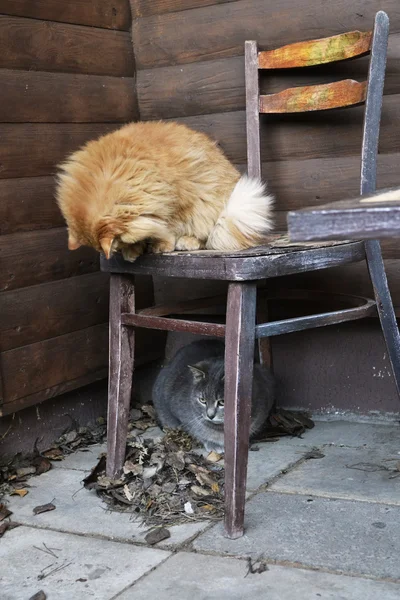 Fluffy pets and chair — Stock Photo, Image