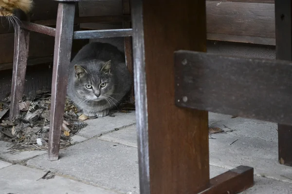 Puszyste zwierzęta i krzesło — Zdjęcie stockowe