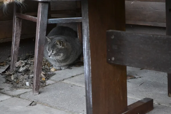 Puszyste zwierzęta i krzesło — Zdjęcie stockowe