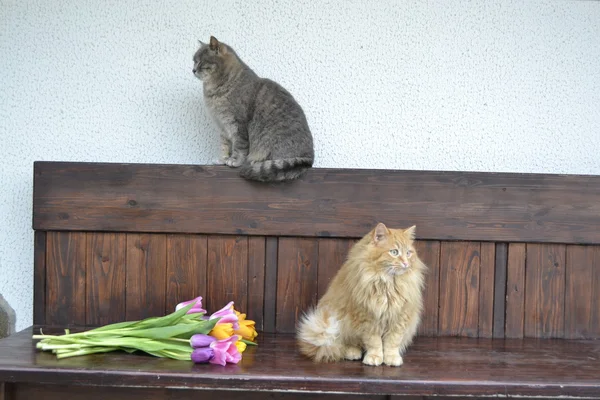 Пушистый кот и скамейка с тюльпанами — стоковое фото