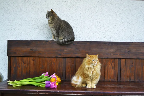 Пушистый кот и скамейка с тюльпанами — стоковое фото